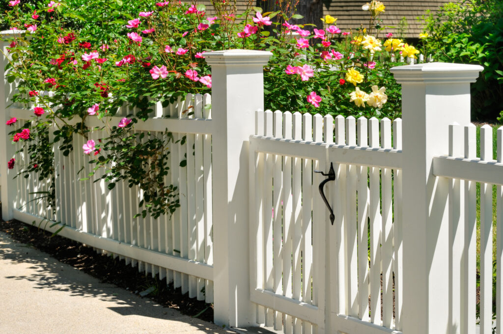 Gate, fence and climbing roses. Colorful spring background, home entrance, curb appeal